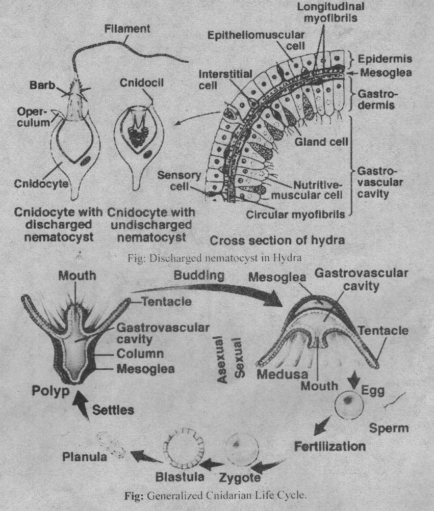 玫瑰再绽放|迎战意大利贾秀全:正确认识对手专注做好自己【熊猫体育】(图1) xiongmao体育